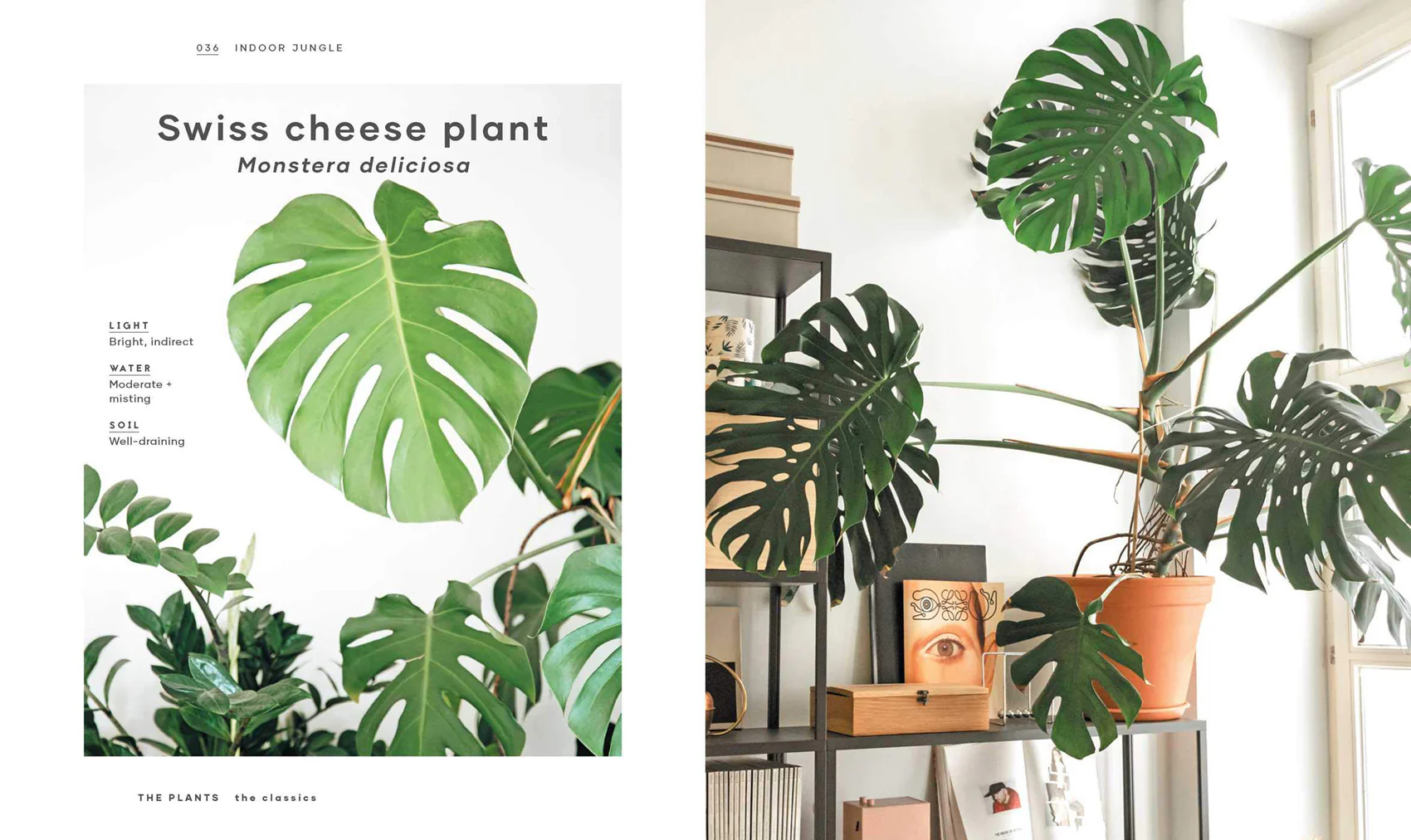 Book - The Leaf Supply Guide to Creating Your Indoor Jungle - Image 6