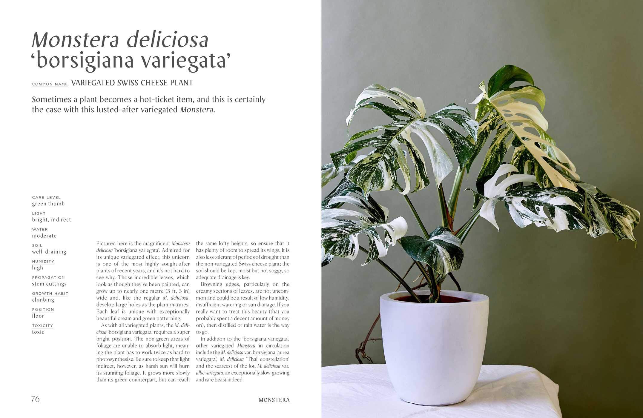 Book - Plantopedia: The Definitive Guide to Houseplants - Image 3