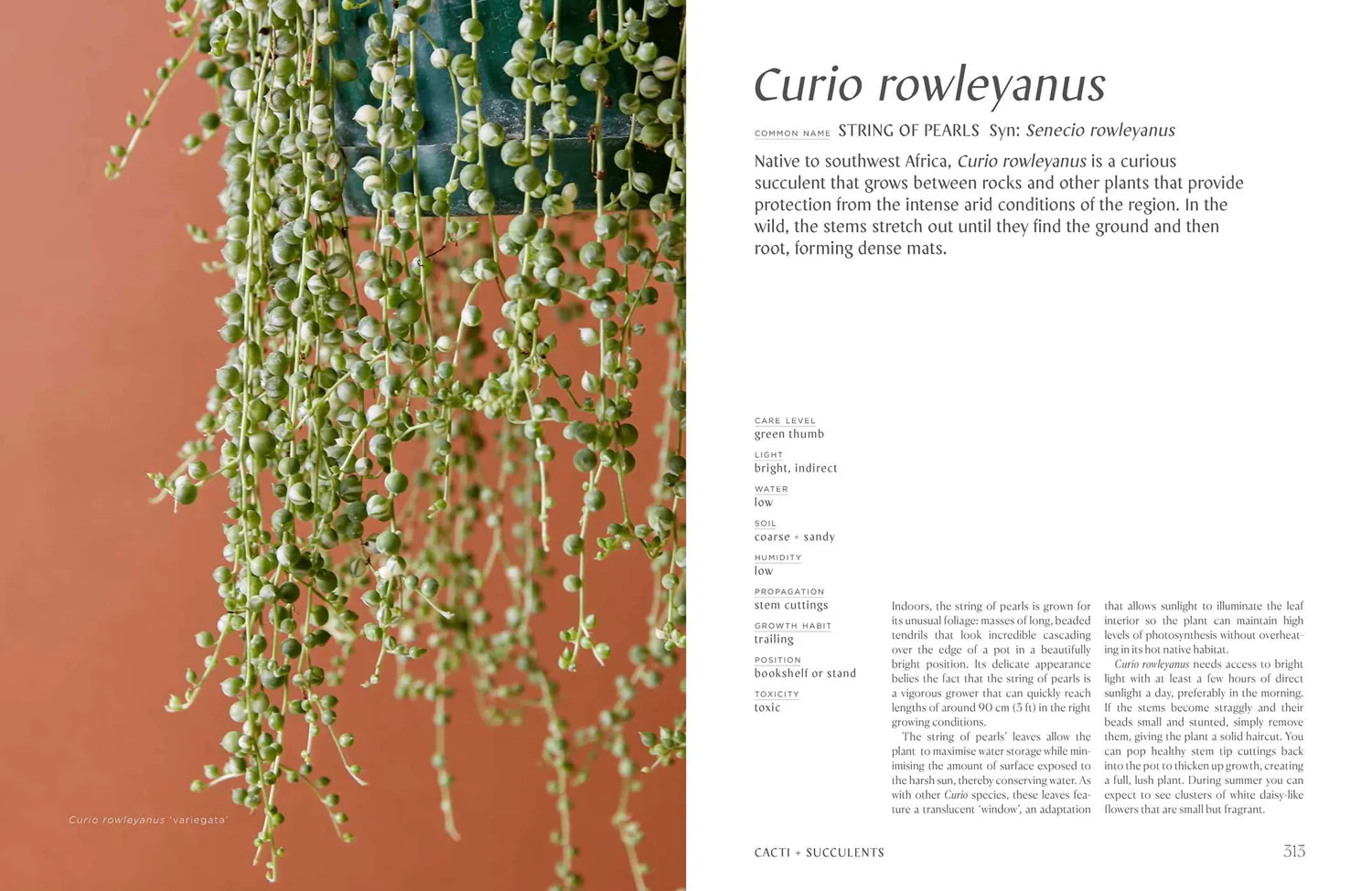 Book - Plantopedia: The Definitive Guide to Houseplants - Image 4