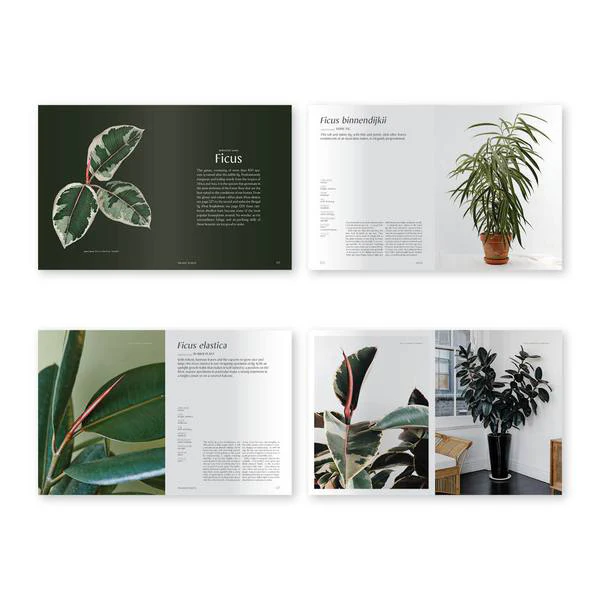 Book - Plantopedia: The Definitive Guide to Houseplants - Image 6