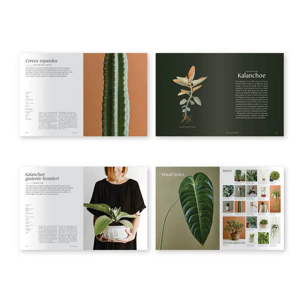 Book - Plantopedia: The Definitive Guide to Houseplants - Image 8