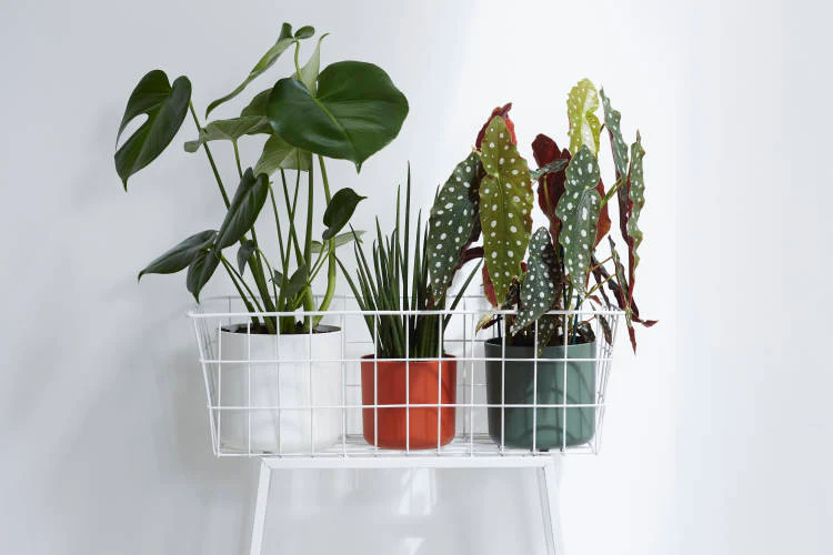 Cover Pot - Elho B.For Soft - 14cm Charcoal - Image 3