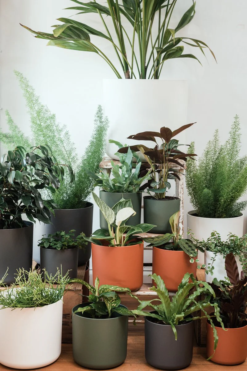 Cover Pot - Elho B.For Soft - 16cm Leaf - Image 5