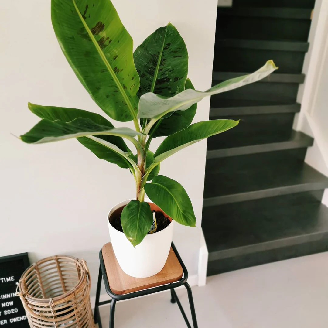 Cover Pot - Elho Brussels Round - 16cm White - Image 4