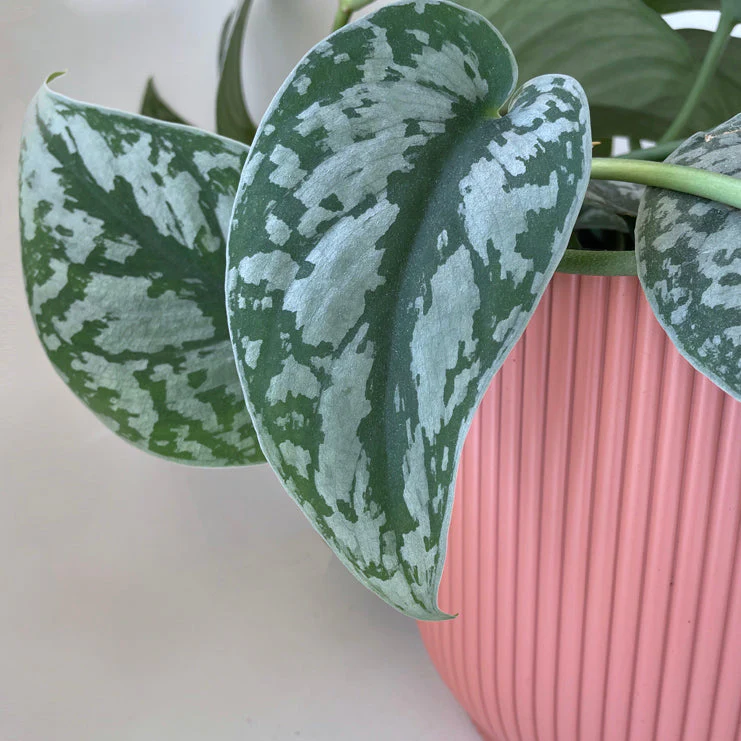 Cover Pot - Elho Vibes - 11cm Watermelon Rose - Image 4