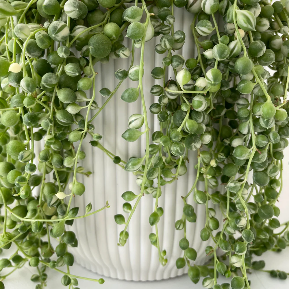 Cover Pot - Elho Vibes - 14cm Eggshell White - Image 3