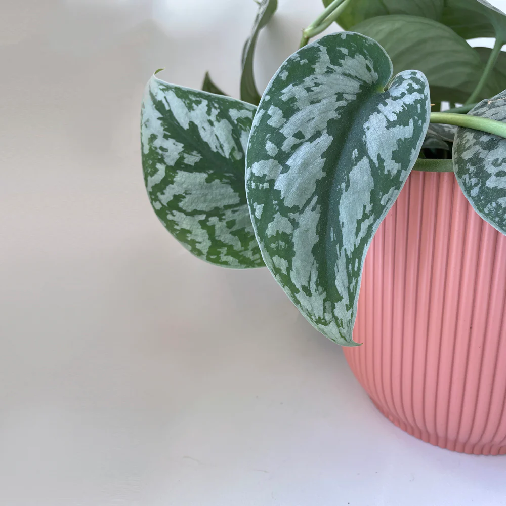 Cover Pot - Elho Vibes - 16cm Watermelon Rose - Image 4