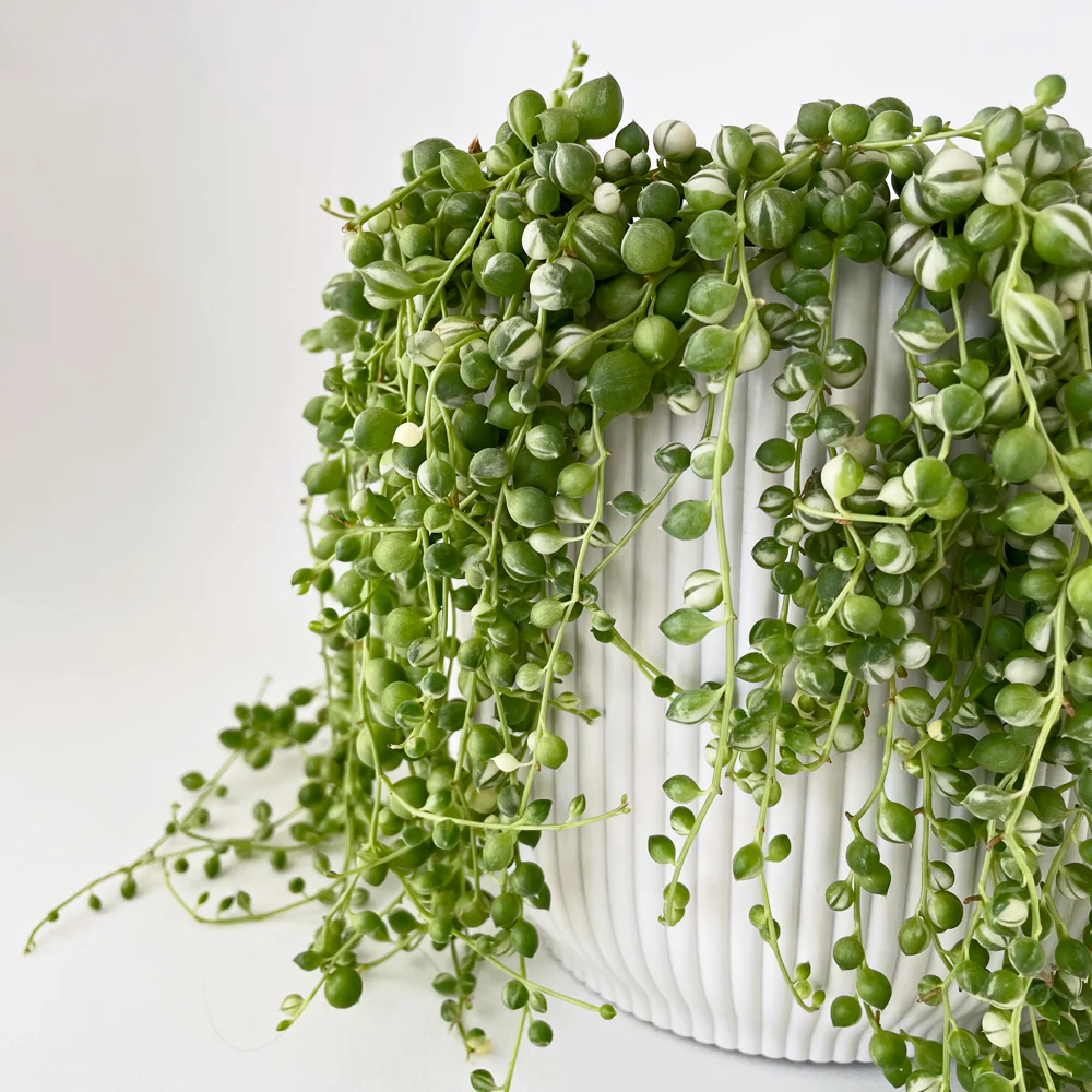 Cover Pot - Elho Vibes - 18cm Eggshell White - Image 3