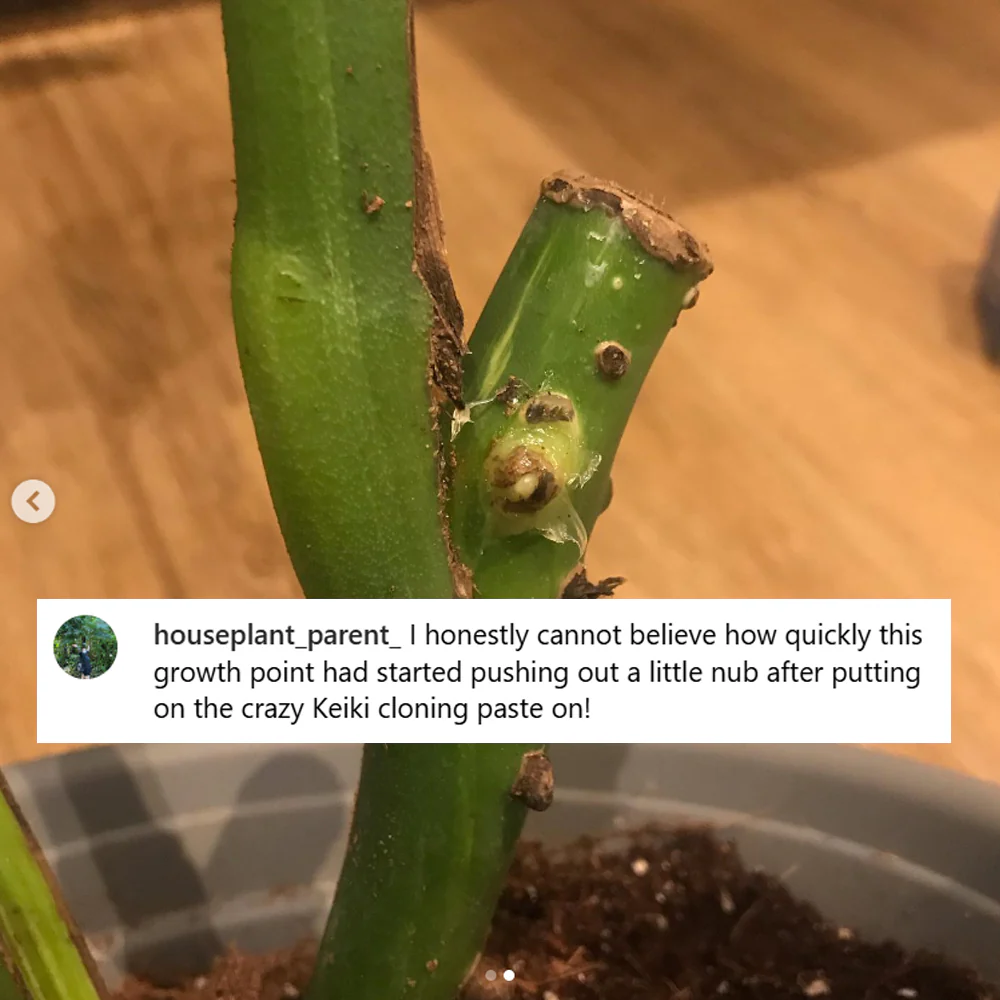 Crazy Keiki Cloning Paste - 7mls Starter Kit - Image 10