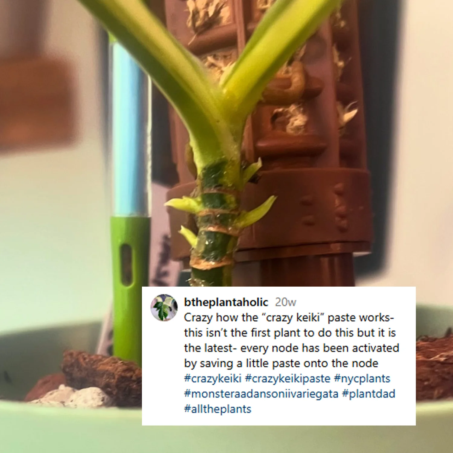 Crazy Keiki Cloning Paste - 7mls Starter Kit - Image 12