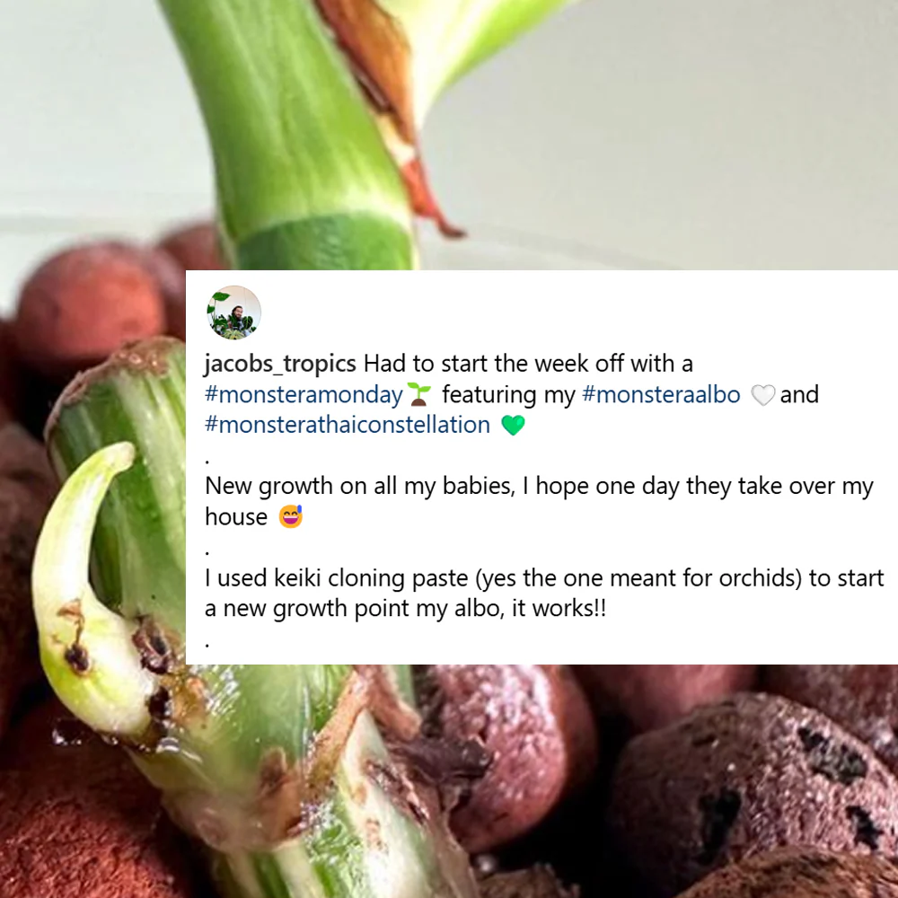 Crazy Keiki Cloning Paste - 7mls Starter Kit - Image 4