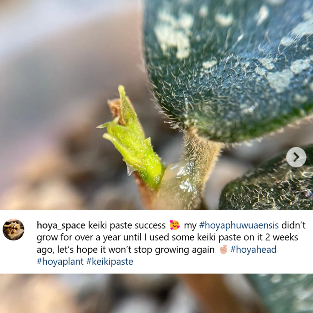 Crazy Keiki Cloning Paste - 7mls Starter Kit - Image 5