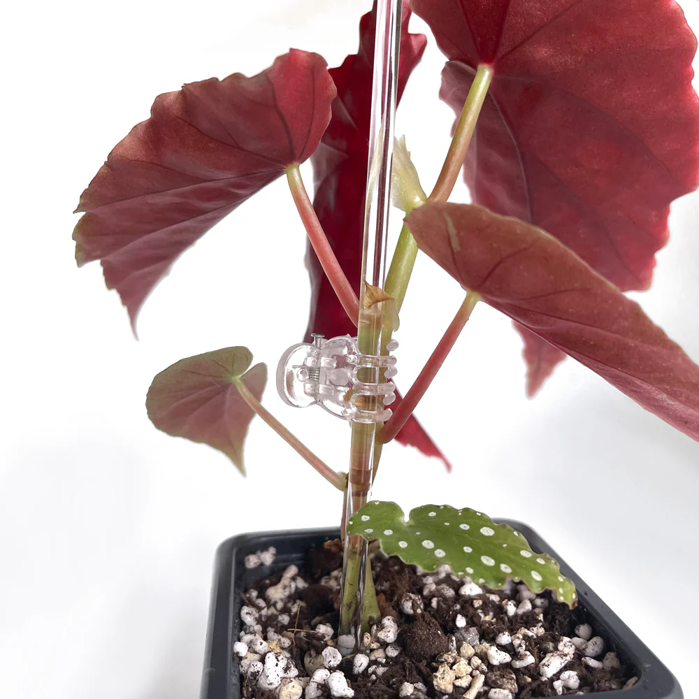 Plant Claw Clips - CLEAR [from 18 cents each] - Image 3