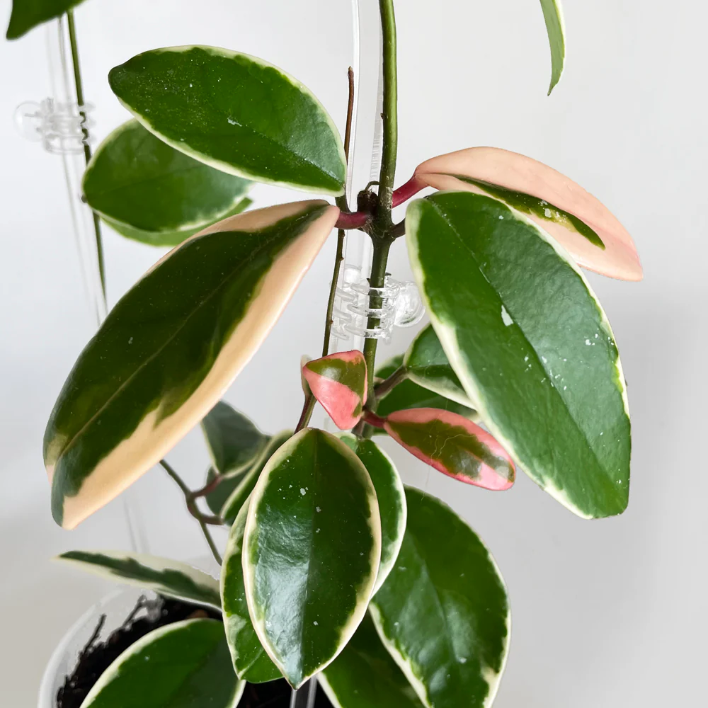 Plant Claw Clips - CLEAR [from 18 cents each] - Image 4