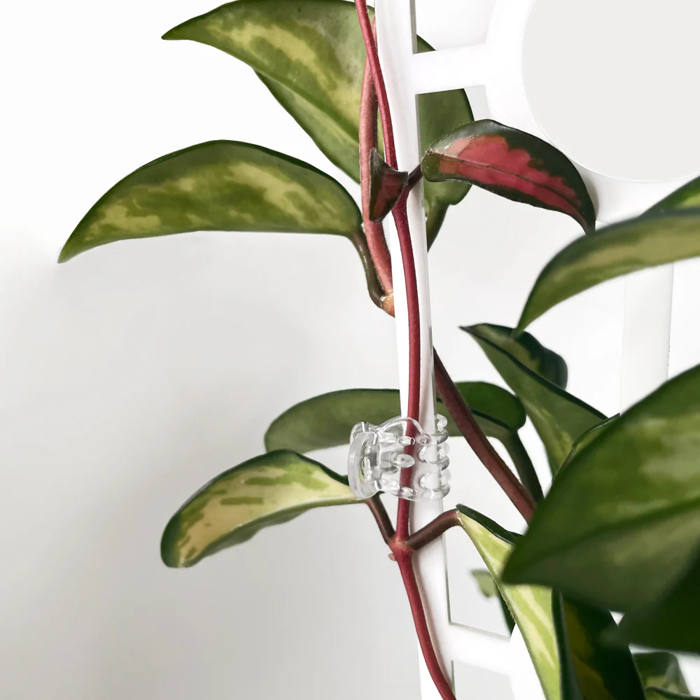 Plant Claw Clips - CLEAR [from 18 cents each] - Image 6