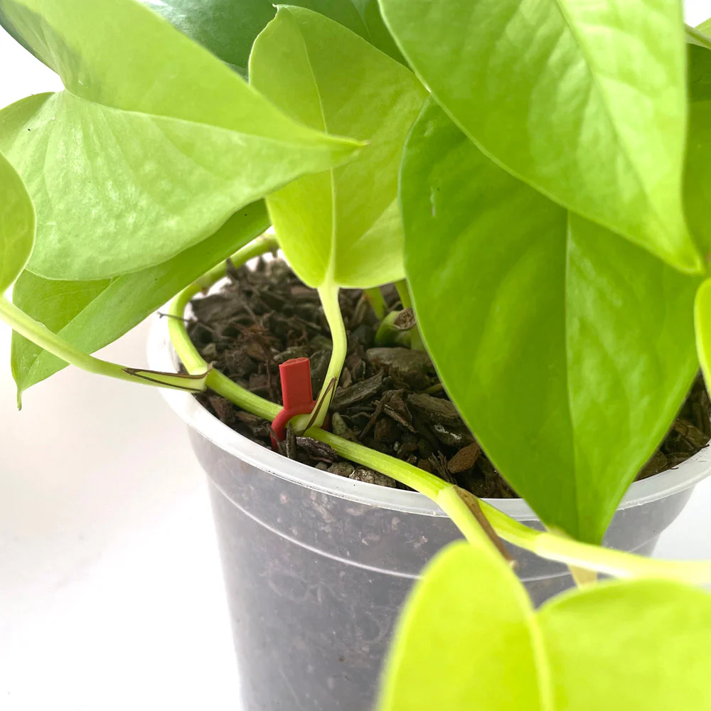 Crew Stem Soil and Moss Pole Pins - GREEN - from 15 cents each - Image 4