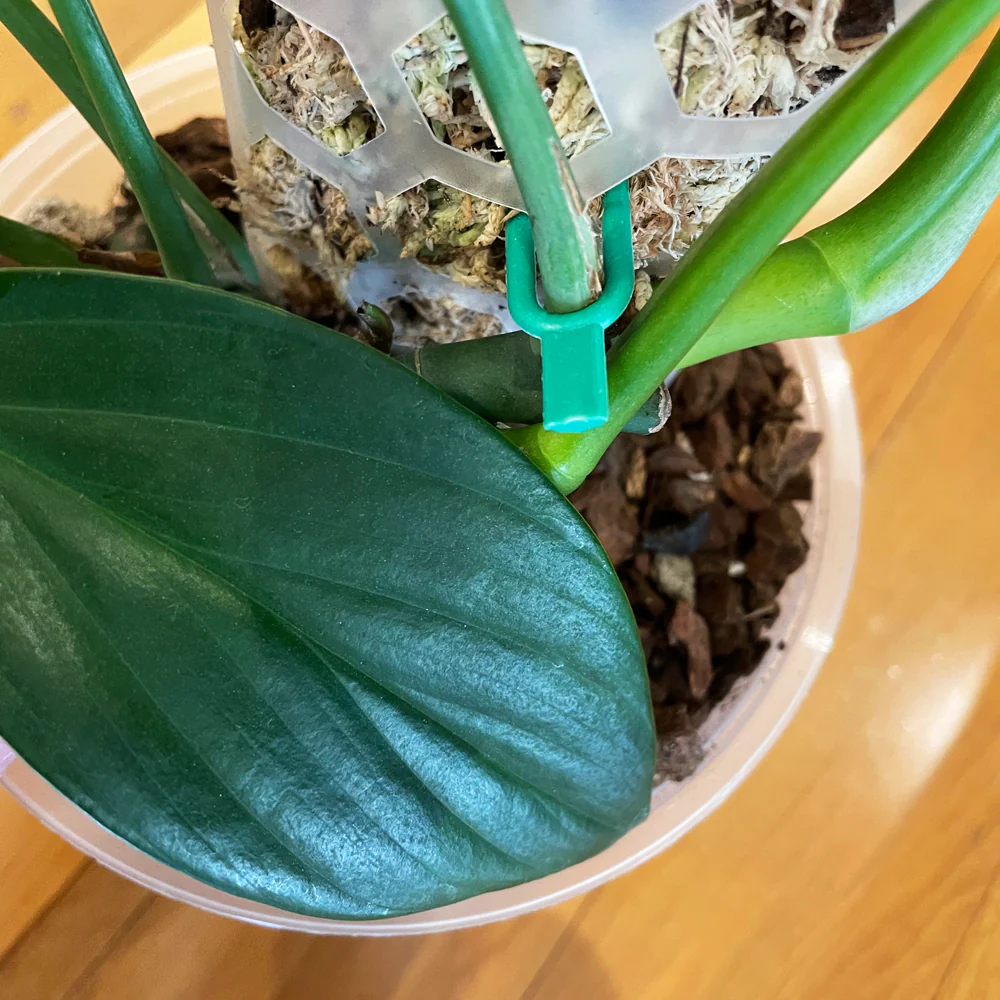 Crew Stem Soil and Moss Pole Pins - GREEN - from 15 cents each - Image 5