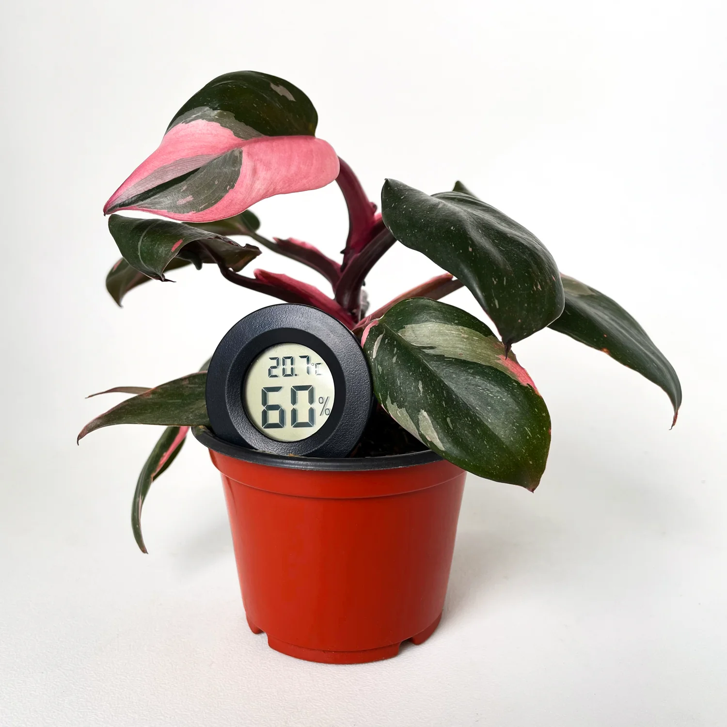 Digital 2-in-1 Mini Temperature and Humidity Meter - Black - Image 3