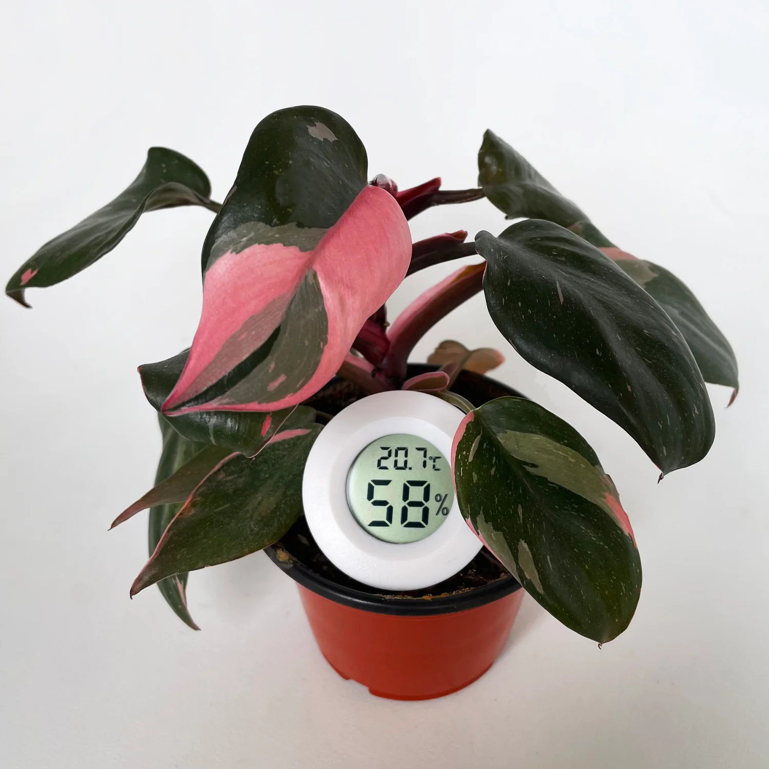 Digital 2-in-1 Mini Temperature and Humidity Meter - White - Image 3