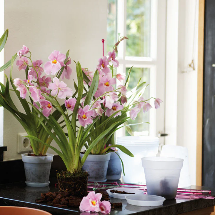 ELHO Basics Transparent Nursery Pot - 13cm wide x 12cm high - Image 5