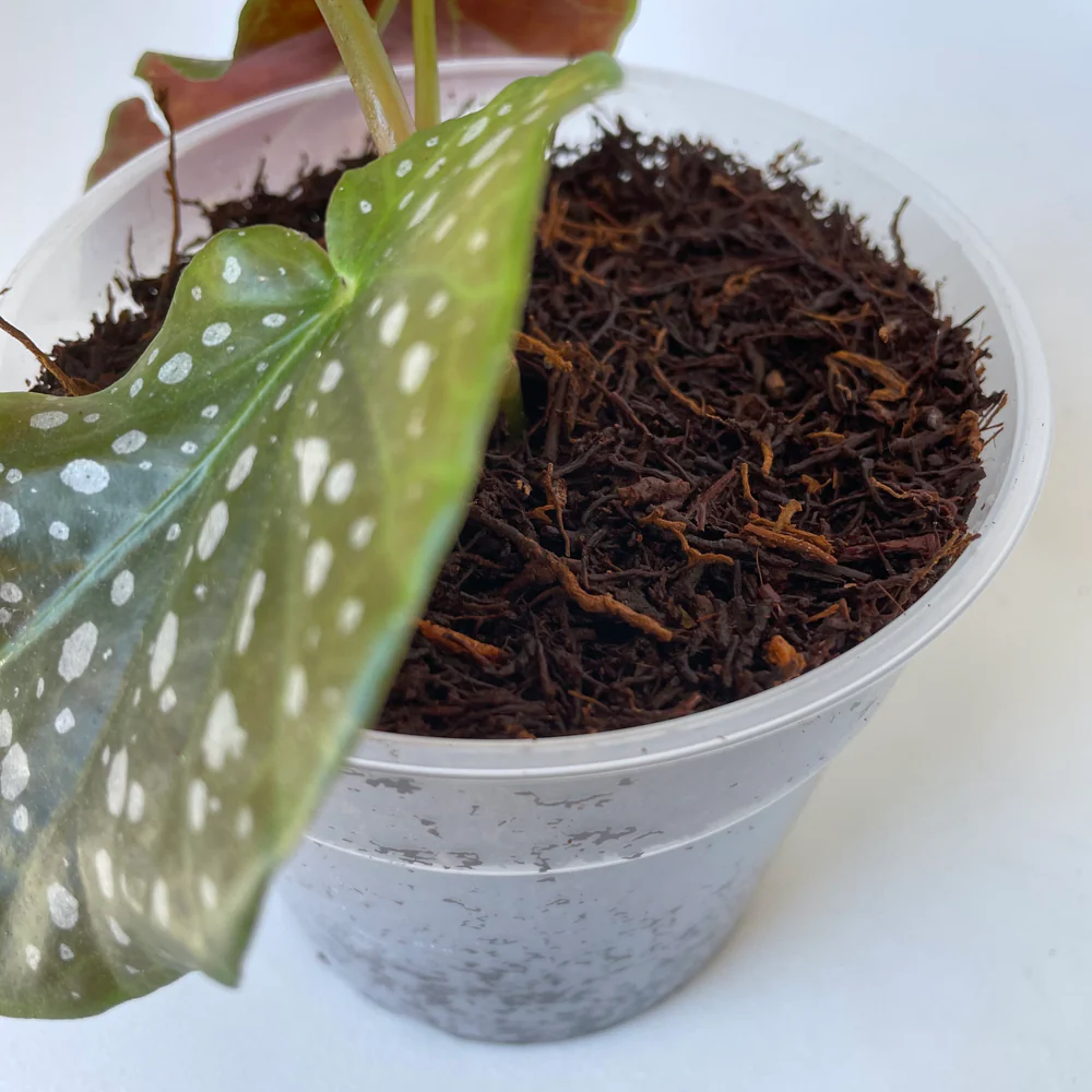 Fernwood NZ Tree Fern Fibre - 5 Litre - Image 4