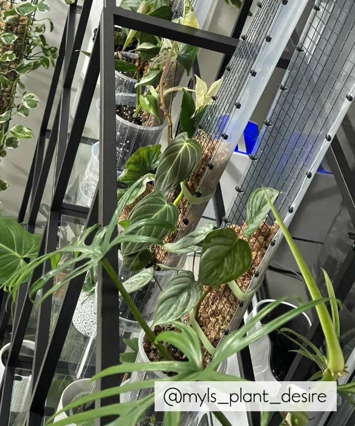 Grow Vertical Propstick PRO - 70cms CLEAR - Image 10