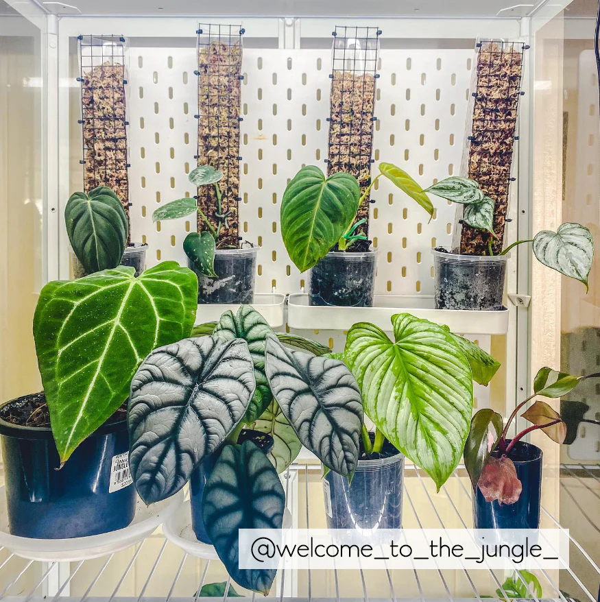 Grow Vertical Propstick PRO - 70cms CLEAR - Image 11