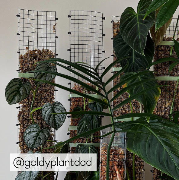 Grow Vertical Propstick PRO - 70cms CLEAR - Image 3