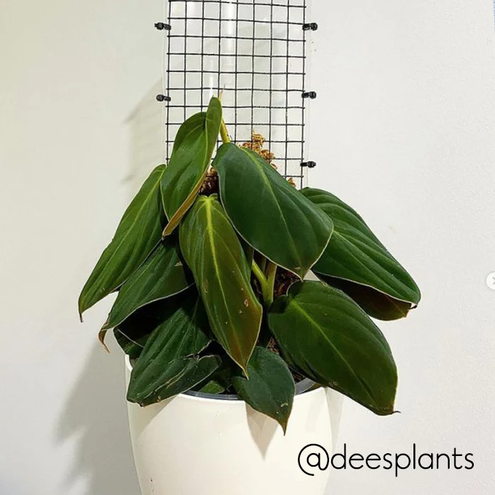 Grow Vertical Propstick PRO - 70cms CLEAR - Image 8