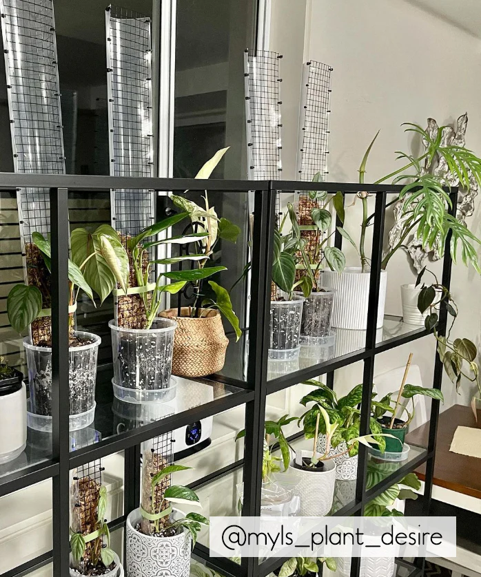 Grow Vertical Propstick PRO - 70cms CLEAR - Image 9