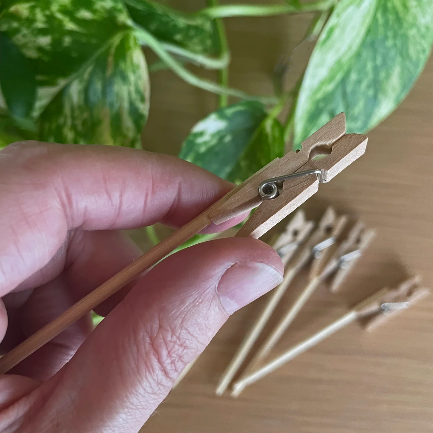 uBloomd Green Sticky Traps NATURE COLLECTION for flying pests - 10 traps / 5 clips - $1.90 per trap - Image 8