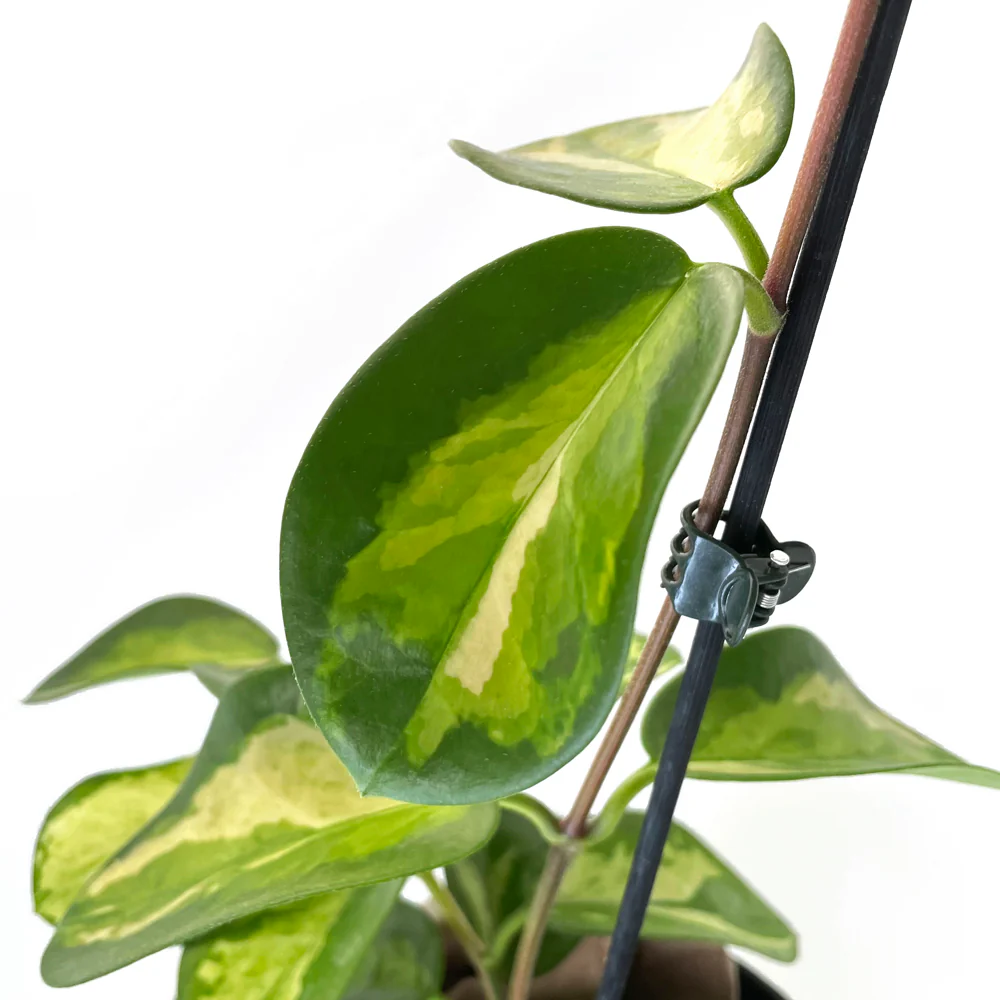 Crew Plant Claw Clips - GREEN [from 15 cents each] - Image 3