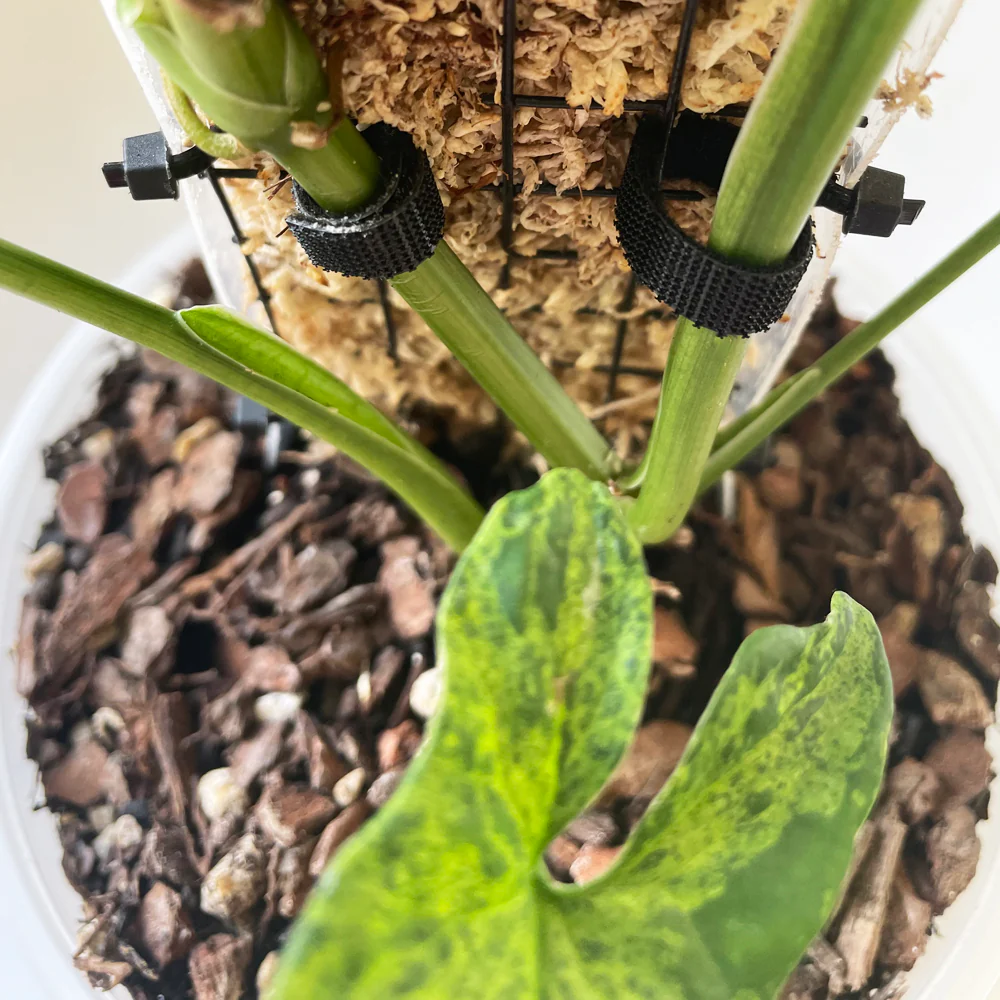 Plant Velcro - 1.5cm wide x 5 to 10 metre roll - GREEN - Image 4