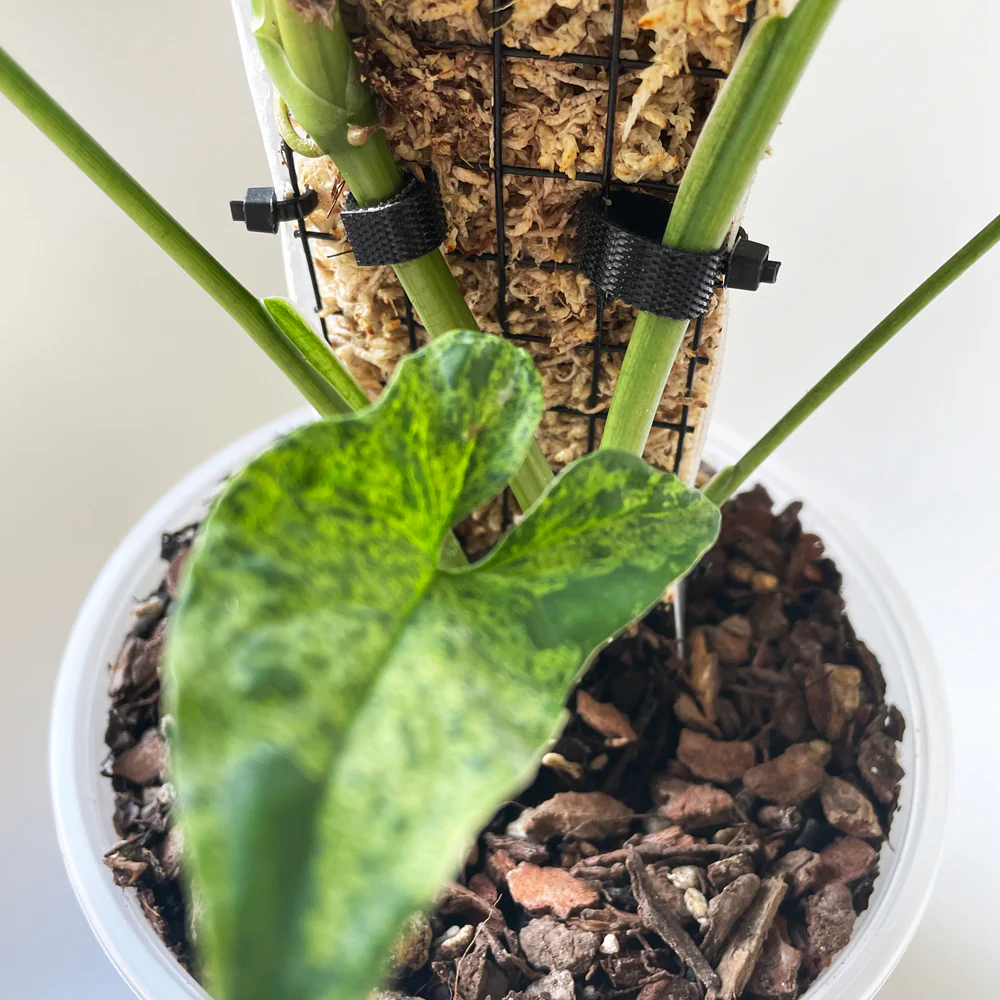 Plant Velcro - 1.5cm wide x 5 to 10 metre roll - BLACK - Image 6