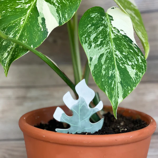 PlantDoc Moisture Meter - Mini Monstera - 5 pack - Image 5