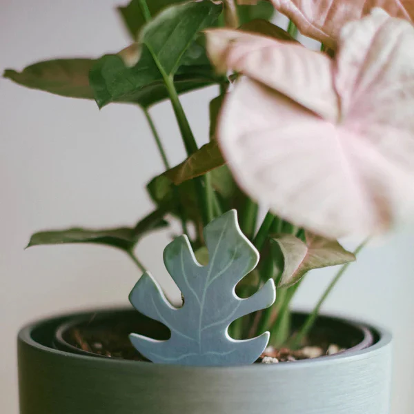 PlantDoc Moisture Meter - Mini Monstera - 5 pack - Image 6