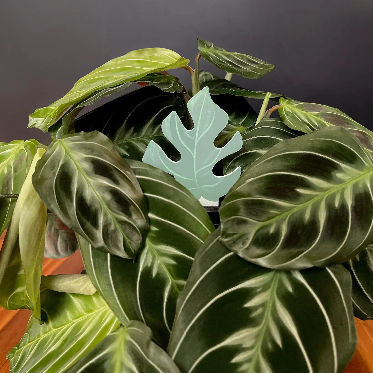 PlantDoc Moisture Meter - Mini Monstera - 5 pack - Image 9