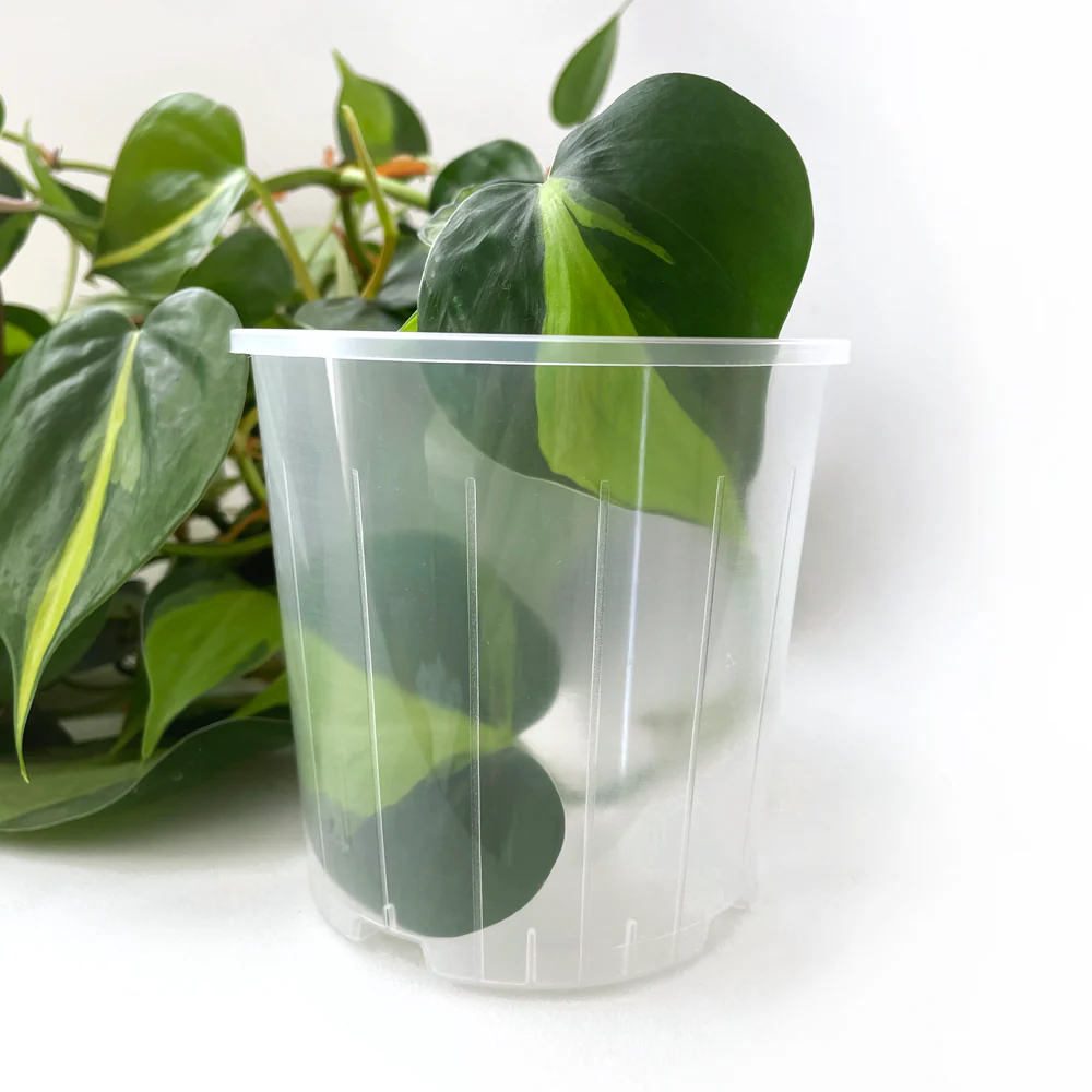 Rain 10 Clear Nursery Pot - 10cm x 10cm - from 83c each - Image 3