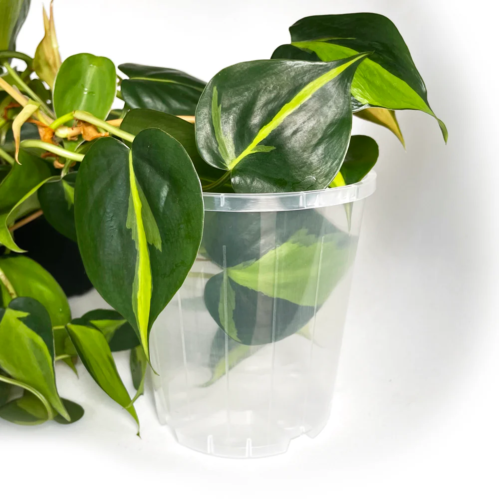 Rain 12 Clear Nursery Pot - 11.5cm x 12cm - 1 litre - from 99 cents each - Image 3