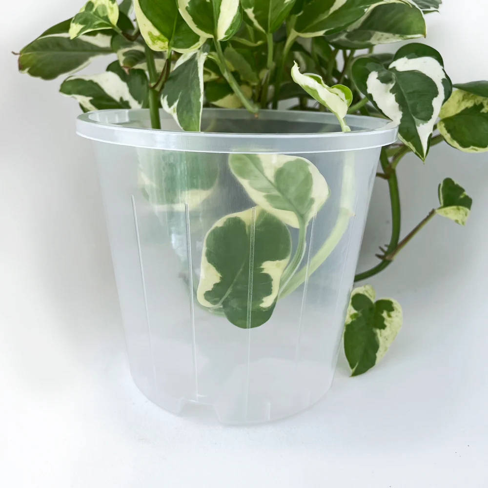 Rain 14 Clear Nursery Pot - 14cm x 12.5cm - 1.3L - from 90c each - Image 3