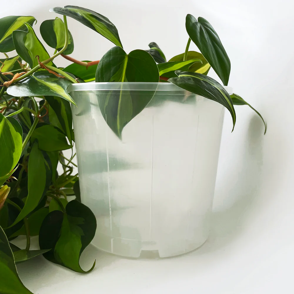 Rain 17 Clear Nursery Pot - 17cm x 15cm - 2.5L - from $1.50 each - Image 3