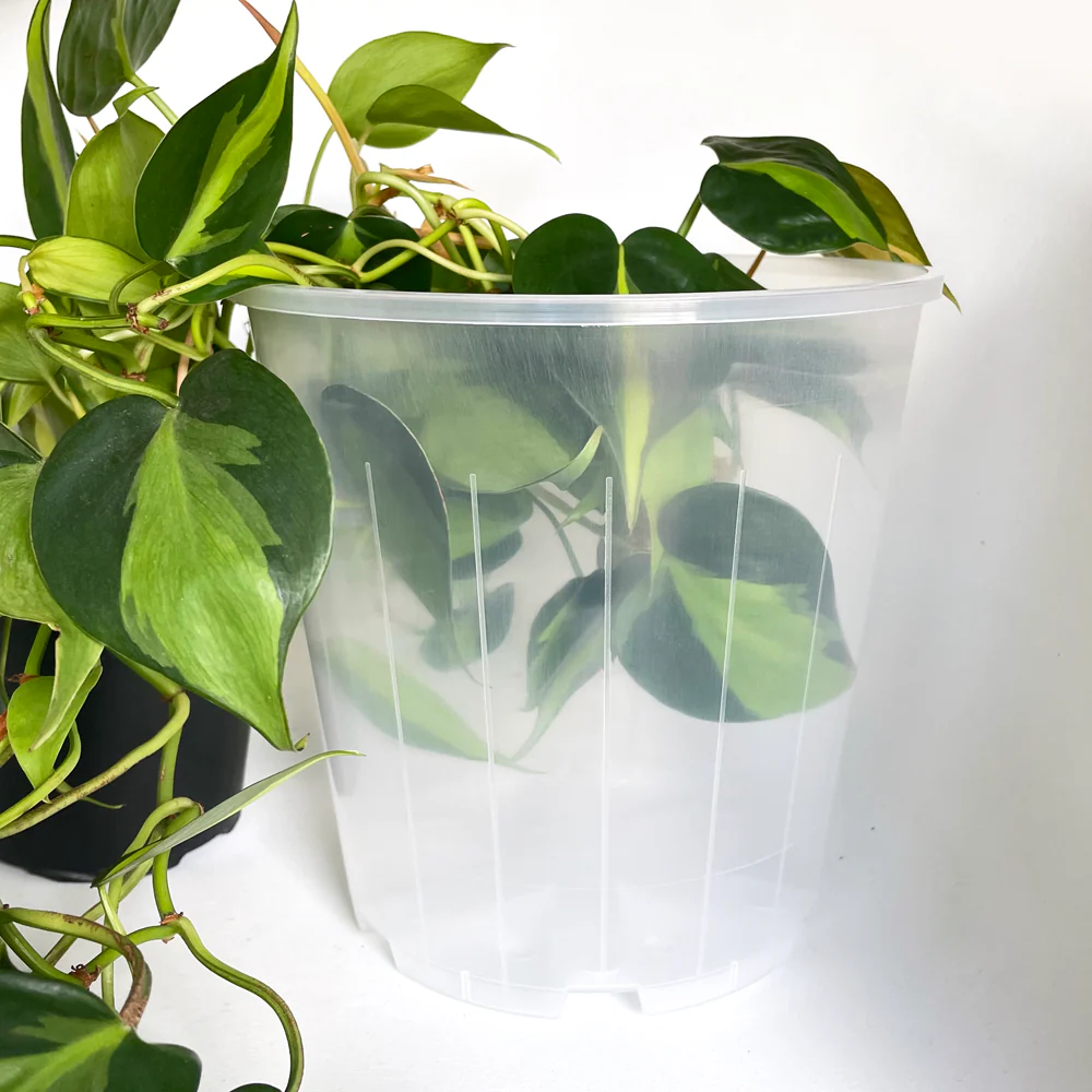 Rain 20 Clear Nursery Pot - 20cm x 19.5cm - 4.7L - from $2.15 each - Image 3