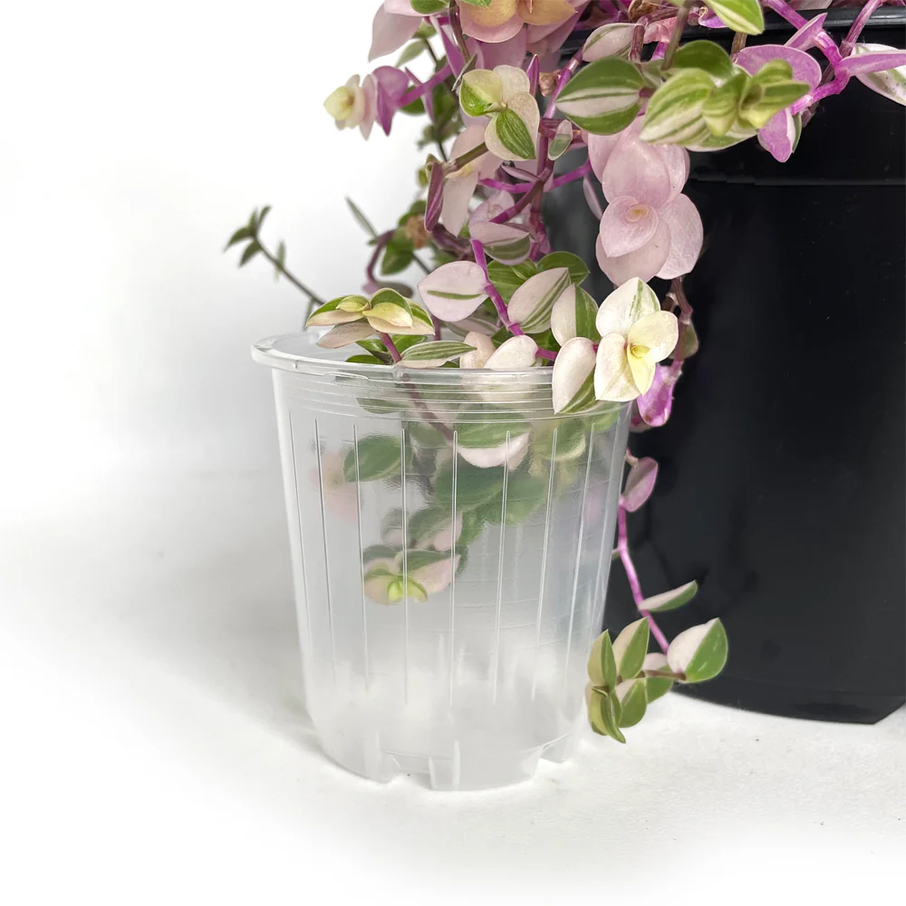 Rain 7 Clear MINI Nursery Pot - 6.5cm x 7cm - 170ml - from 65 cents each - Image 3