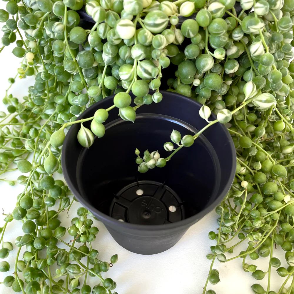 Elho Mini Grow Pot - 6.8cm x 7.5cm - from $1.20 each - Image 3