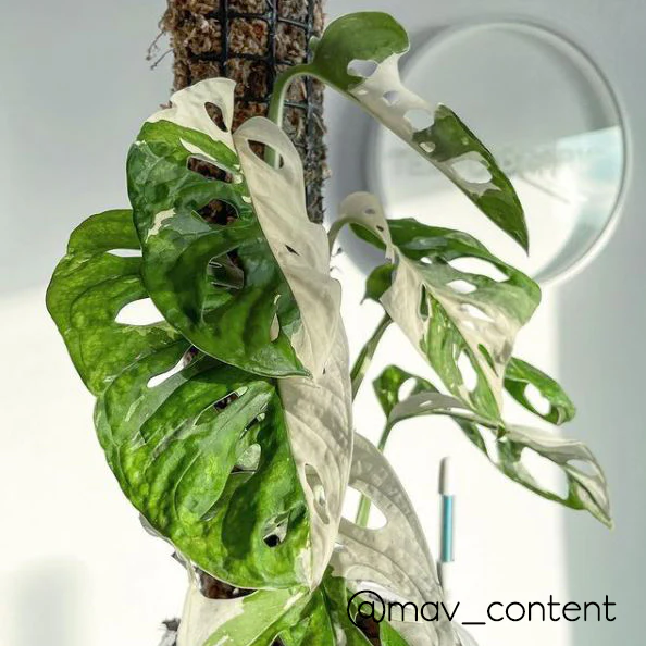 Sustee Water Meter - WHITE (3 sizes) - Image 3