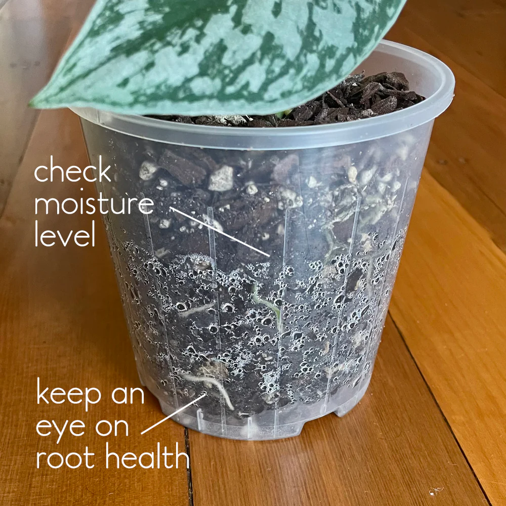 TEKU MINI Clear Nursery Pot - 5.5cm x 5.5cm - from 42c each - Image 4