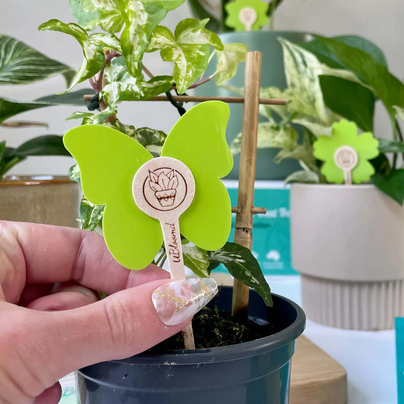 uBloomd Green Sticky Traps NATURE COLLECTION for flying pests - 10 traps / 5 clips - $1.90 per trap - Image 3