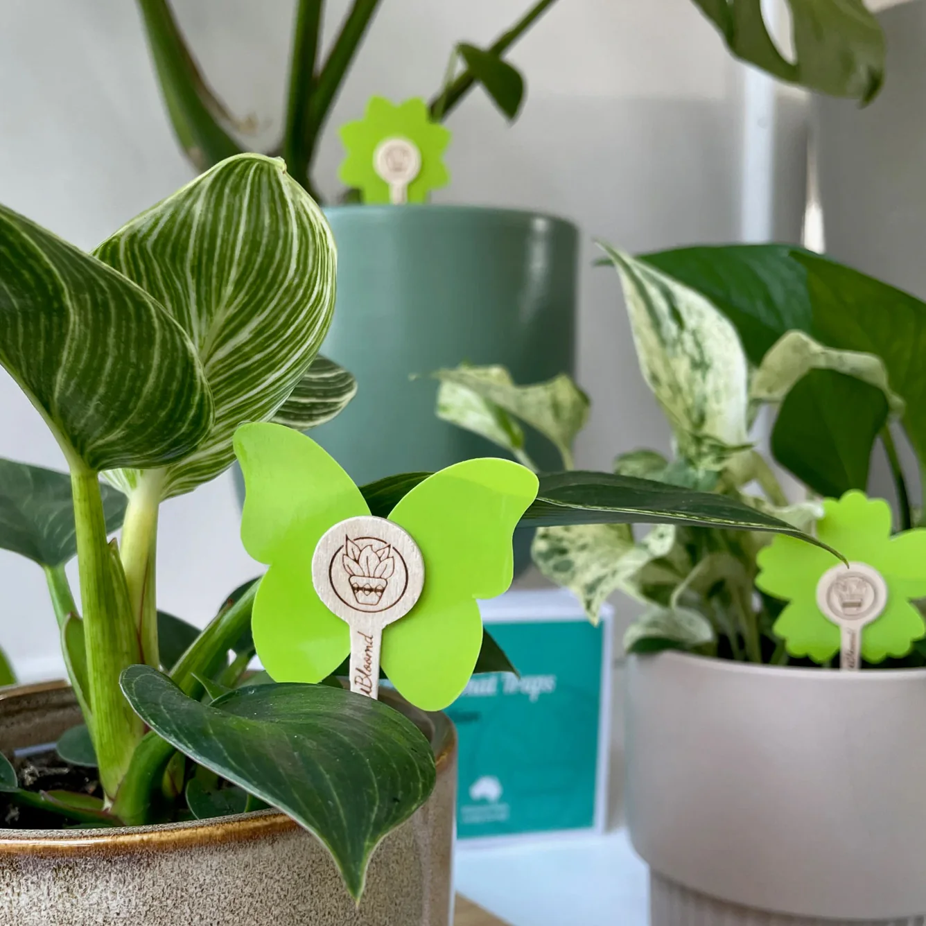 uBloomd Green Sticky Traps NATURE COLLECTION for flying pests - 10 traps / 5 clips - $1.90 per trap - Image 6