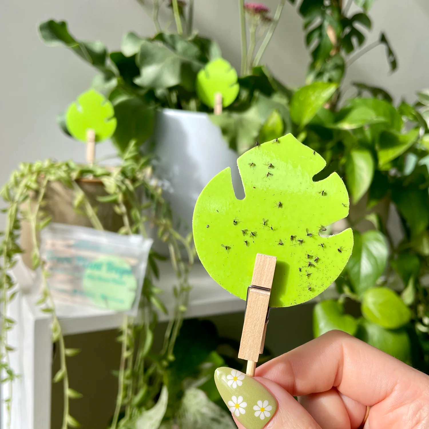 uBloomd Green Sticky Traps MONSTERA LEAF for flying pests - 10 traps / 5 clips - $1.90 per trap - Image 3